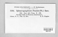 Sphaerographium fraxini image